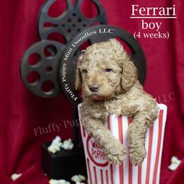 Ferrari (Red Collar) boy - Red  male Goldendoodle puppy in Corona, California from Fluffy Puppy Mini Doodles LLC