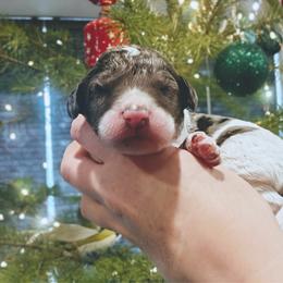 Girl 1 - Blue merle female Aussiedoodle puppy in Yacolt, Washington from Aussiedoodles by Maggie