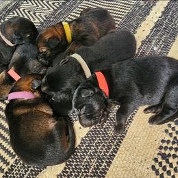 Rosey Red - Bi-color female German Shepherd puppy in Harwood, Maryland from Reddington Shepherds