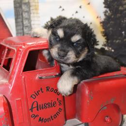 Black Tri 2 - Black tri female Miniature Australian Shepherd puppy in Ronan, Montana from Dirt Road Aussie’s of Montana