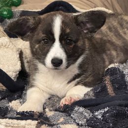 Castle's Saranec - Brindle and white female Cardigan Welsh Corgi puppy in Amsterdam, New York from Castle Cardigan Welsh Corgis