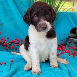 Labradoodle Puppies from 101 Labradoodles
