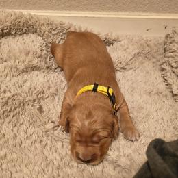 Comet (4th pick male) - Dark golden male Golden Retriever puppy in Tenino, Washington from Oak River Goldens'