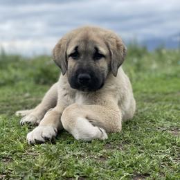 Anatolian Shepherd Dog Puppies from Wild Rooster Family Farm – AKC Anatolian Shepherd Breeder, OFA Health Tested