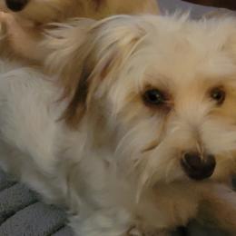 Havanese, Miniature Schnauzers, Poodles, and Schnoodles from Mashburns Little Munchkins