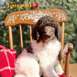 Jonagold - Parti male Poodle puppy in Julian, California from Above the Pines Poodles