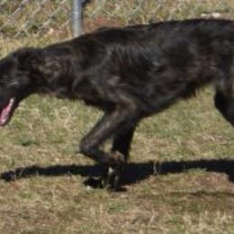 Silken Windhounds from Imperial Topaz Silkens