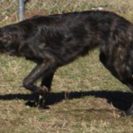 Silken Windhounds from Imperial Topaz Silkens