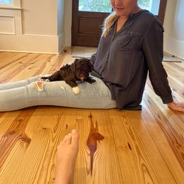 Lagotto Romagnolo Puppies from Southern Lagotto