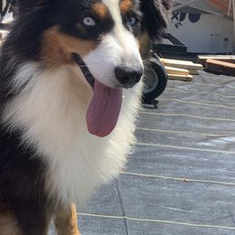 Max - Australian Shepherd