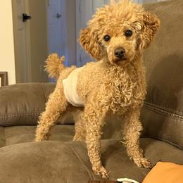 Ray - Poodle