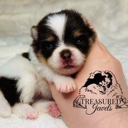 Pomeranian Puppies from Treasured Jewels Pomeranians