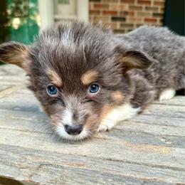 Yellow Collar Boy Amethyst - Black and tan male Pembroke Welsh Corgi puppy in Paris, Kentucky from Flat Run Corgis