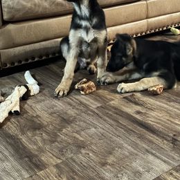 German Shepherd Puppies from Playmate Kennels and Stables