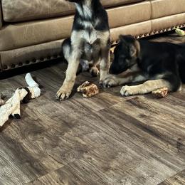 German Shepherd Puppies from Playmate Kennels and Stables