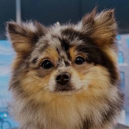 Ramona - Pomeranian
