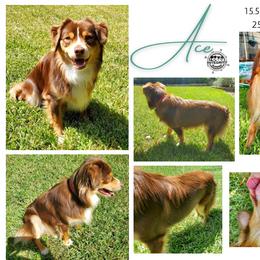 Miniature Australian Shepherd Puppies from Integrity Aussies Tx