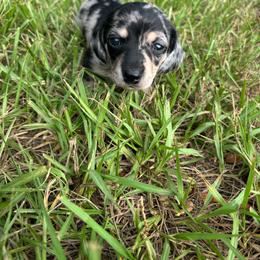 Blue collar - Dapple female Dachshund puppy in Eustis, Florida from K8’s Dachshunds
