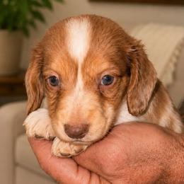 Grogu - Chocolate and cream male Dachshund puppy in South Fulton, Tennessee from Stiles' Heartfyre Dachshunds