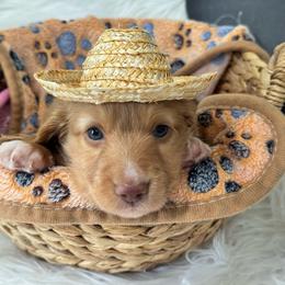 Cider-2600 - Chocolate male Dachshund puppy in Great Bend, Pennsylvania from Dashing Doxies