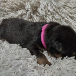 Pink collar - Black and tan female German Shepherd puppy in Gainesville, Georgia from Vom Haus Schair-Finest Working line German Shepherd Puppies