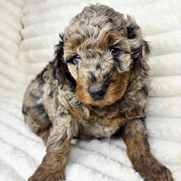 Freedom - Blue merle male Aussiedoodle puppy in Calimesa, California from Teakwoodpoodleofsocal