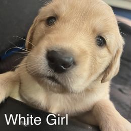 White Girl - Golden Golden Retriever puppy in Chatsworth, New Jersey from Personalized Dog Training - Windisch Goldens