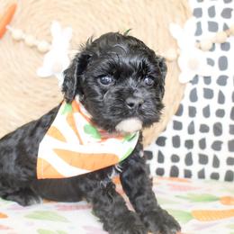 Bentley - Black male Cockapoo puppy in Rattan, Oklahoma from Double M Cocker Spaniels