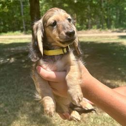 AKC Princess Daisy HEALTH FIRST GUARANTEE - Sable female Dachshund puppy in El Dorado, Arkansas from LovelylilDoxies