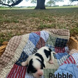 Rubble - Tri-color male Cavalier King Charles Spaniel puppy in Stockdale, Texas from Great Oaks Farm Cavaliers