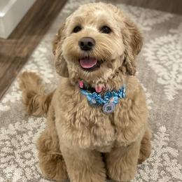 Aria - Cockapoo