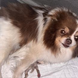 Joe dirt - Lavender male Pomeranian puppy in Fayetteville, North Carolina from Tar-heel Poms