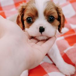 Cavalier King Charles Spaniel Puppies from Cavalier & Co.