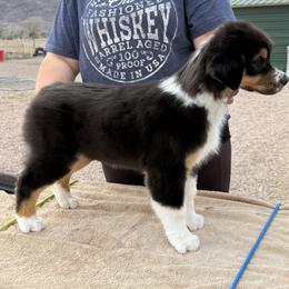 Australian Shepherd Puppies from Shawnkara Australian Shepherds & Miniature American Shepherds