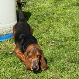 Duke - Basset Hound