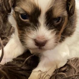 Shihpoos from Primmrose Kennels
