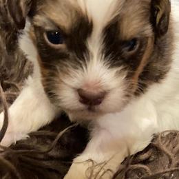 Shihpoos from Primmrose Kennels