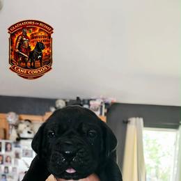 Boy 2 - Black male Cane Corso puppy in Hephzibah, Georgia from Bellissima Cala Cane Corso
