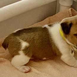 Golden Retriever and Jack Russell Terrier Puppies from Shelby Burleson's Golden Retrievers and Jack Russell Terriers