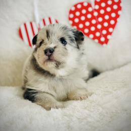Chex - Merle male Pomsky puppy in Greenville, South Carolina from Thicketty Mountain Pomskies
