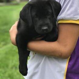Labrador Retriever Puppies from Salty Duck Retrievers