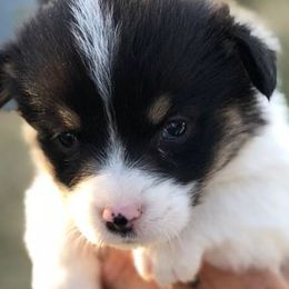 Aussiedoodles and Pembroke Welsh Corgis from Pulham Puppies