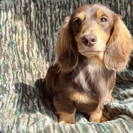 Waylon - Dachshund