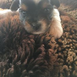 Biewer Terrier Puppies from Stoll'n Kisses Biewers