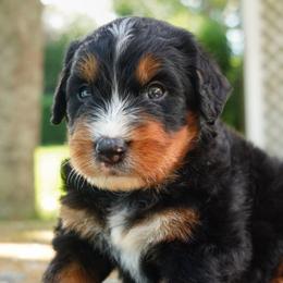 Laurent - Tri-color male Bernedoodle puppy in Folsom, Louisiana from DoodlesFarmCo