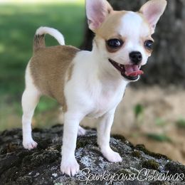 Chihuahua Puppies from Spunkypaws Chihuahuas