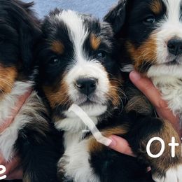 Gomer - Black rust and white male Bernese Mountain Dog puppy in Paradise Valley, Nevada from Bayles Berners