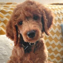 Cockapoos and Poodles from Auburn Standard Cockapoos