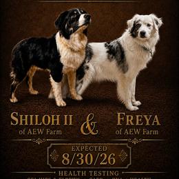 Australian Shepherd puppies from AEW Farm