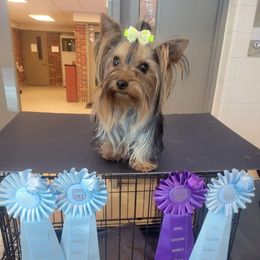 Maizy - Yorkshire Terrier
